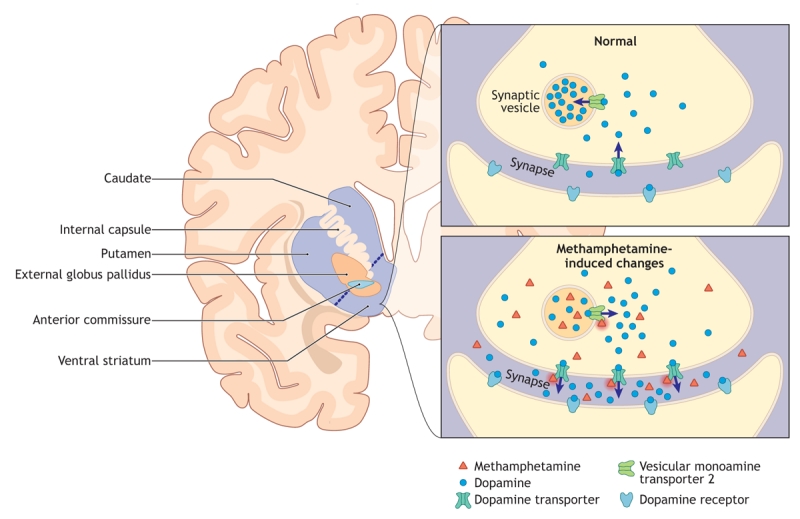 Methamphetamine mechanism of action at the dopamine nerve terminal in the striatum