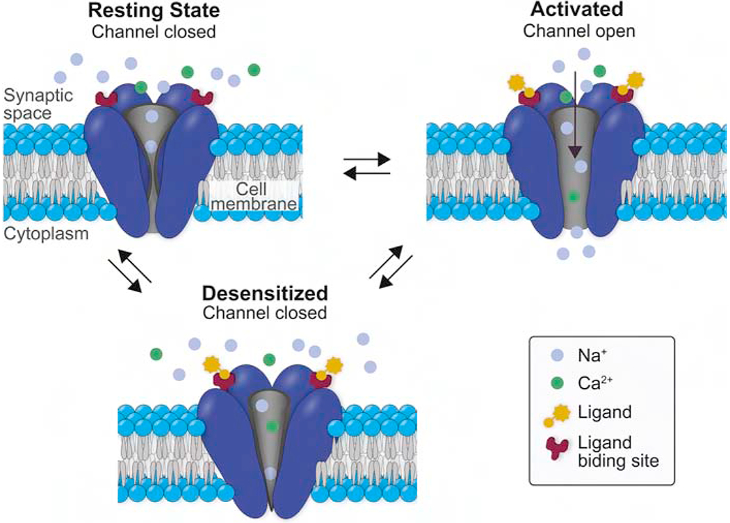 Three functional states of the nicotinic acetylcholine receptor: resting, open, and desensitized