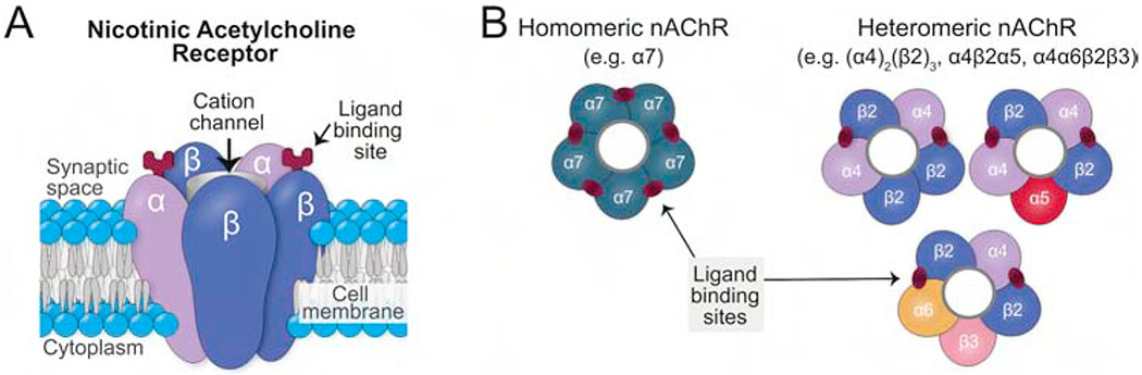 Nicotinic acetylcholine receptor subtypes showing pentameric structure