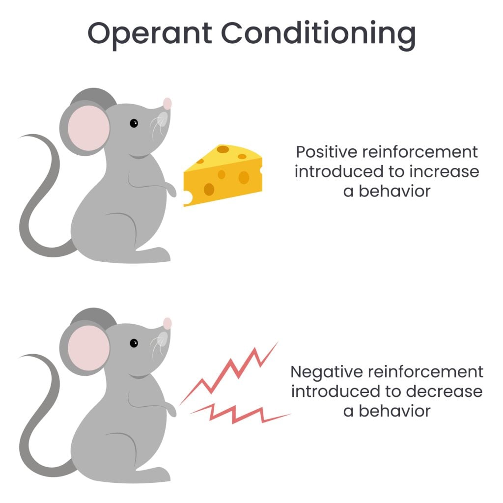 Four types of operant conditioning: positive reinforcement, negative reinforcement, positive punishment, and negative punishment