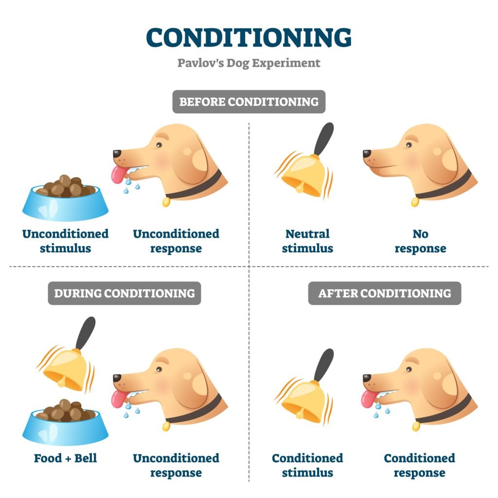 Pavlov's classical conditioning experiment showing the pairing of a neutral stimulus with food to produce a conditioned salivary response