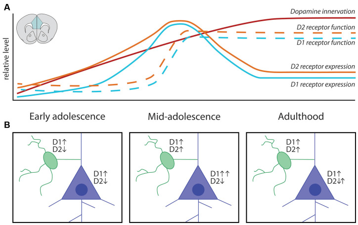 Prefrontal cortex dopamine system maturation from childhood through adulthood showing progressive increase in dopaminergic innervation
