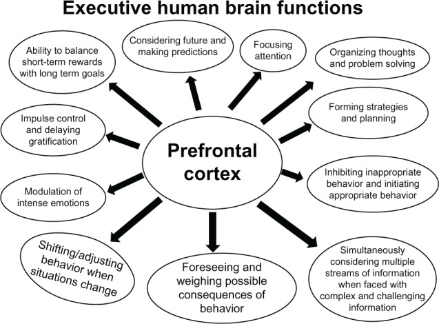 Prefrontal cortex maturation timeline showing progressive myelination and synaptic pruning from adolescence through age 25