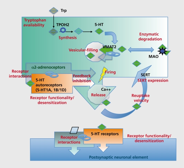 Serotonergic synapse showing serotonin synthesis, release, reuptake, and receptor binding