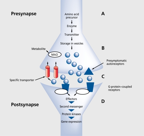 Schematic diagram of monoamine synaptic transmission showing neurotransmitter synthesis, vesicular storage, release, receptor binding, reuptake, and enzymatic degradation by MAO