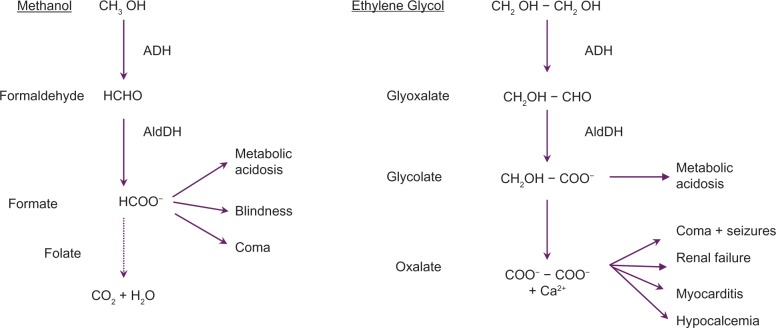Toxic alcohol metabolism pathways for methanol and ethylene glycol