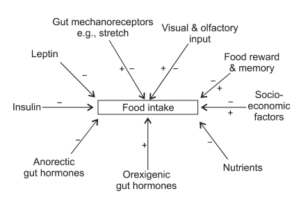 Diagram showing the major determinants of appetite control including gut hormones, hypothalamic signaling, and peripheral feedback mechanisms