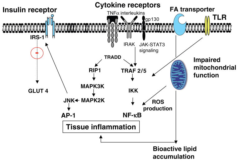 Diagram showing inflammatory mechanisms contributing to insulin resistance in obesity including TNF-alpha, IL-6, and macrophage infiltration