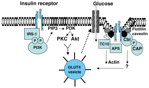 Diagram of insulin signal transduction pathway showing the molecular mechanisms of insulin resistance