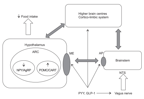 Diagram showing the role of PYY and GLP-1 in appetite control and their interactions with the brainstem and hypothalamus