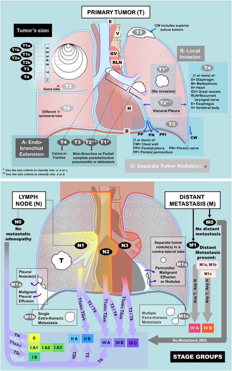 Reference diagrams of lung anatomy showing bronchopulmonary segments and lobar divisions