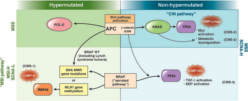 Diagram showing the molecular pathways of colorectal carcinogenesis including the chromosomal instability and microsatellite instability pathways
