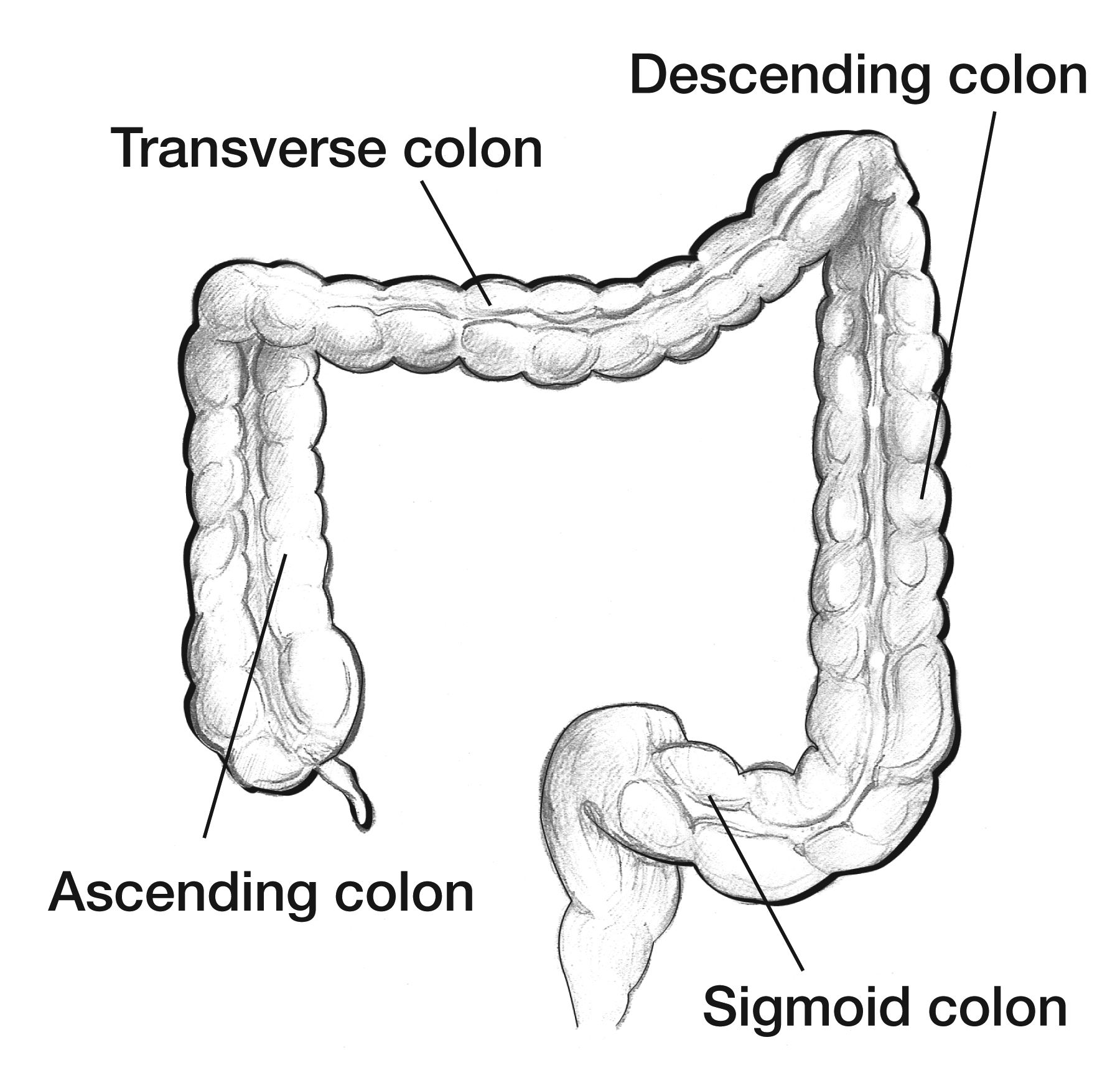 Diagram of the intestinal tract showing colonic segments and their relationship to the small intestine