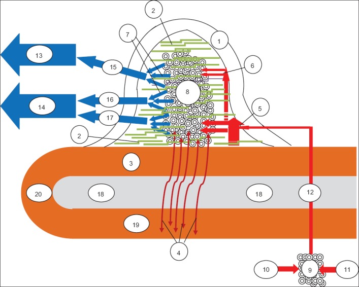 Diagram showing the three major anal cushion positions and hemorrhoidal anatomy