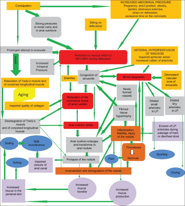 Histopathologic diagram showing the pathological changes in hemorrhoidal disease including venous dilation and muscular disruption