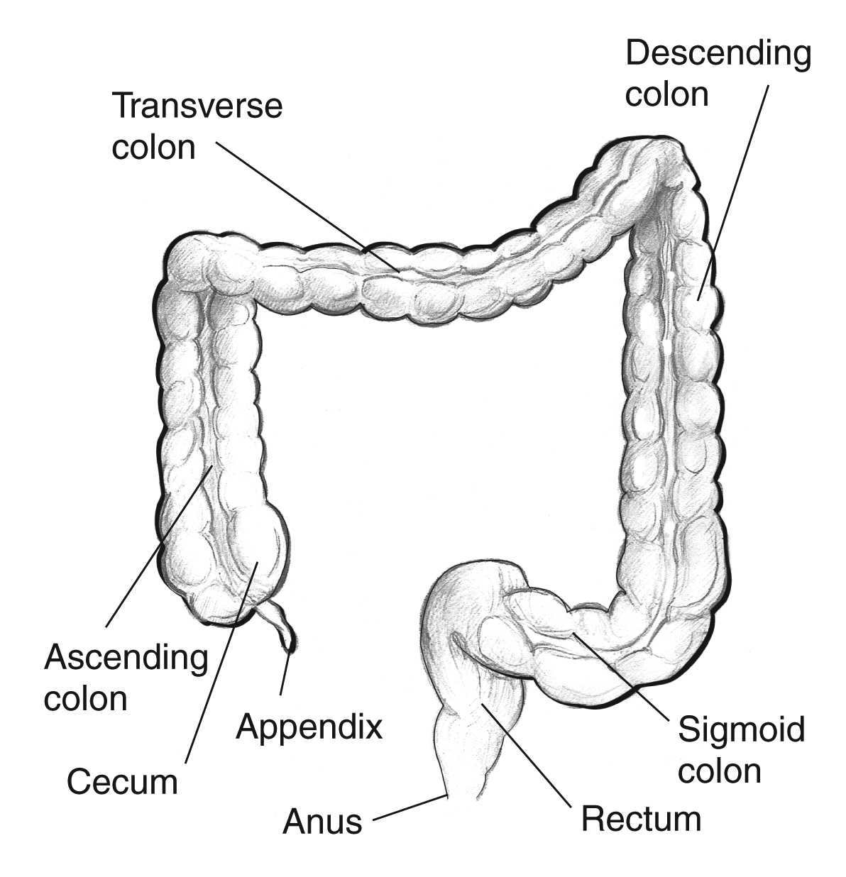 Labeled diagram of the large intestine showing the cecum, ascending colon, transverse colon, descending colon, sigmoid colon, rectum, and anus