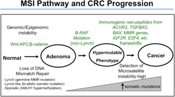 Diagram of the mismatch repair pathway and microsatellite instability mechanism in colorectal cancer
