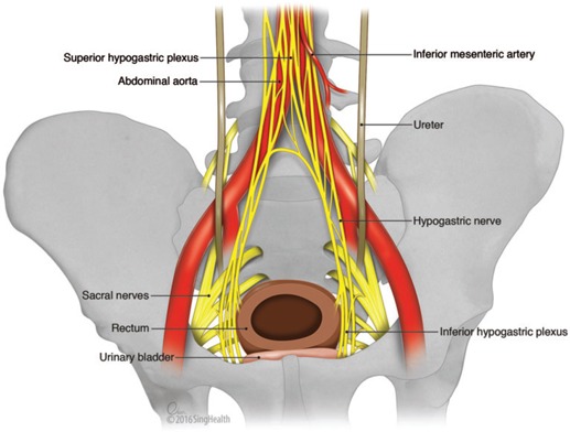 Diagram of pelvic autonomic nerve structures relevant to rectal surgery