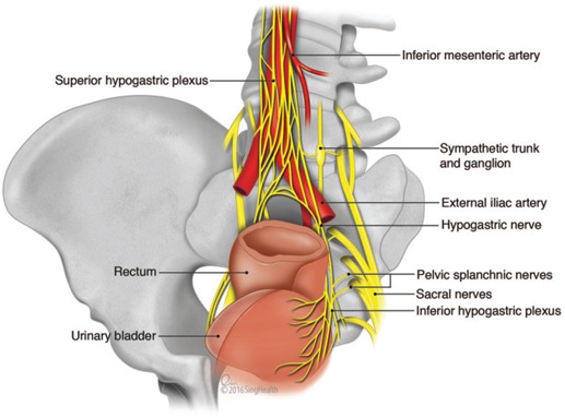 Surgical anatomy showing autonomic nerves in the pelvis during TME dissection