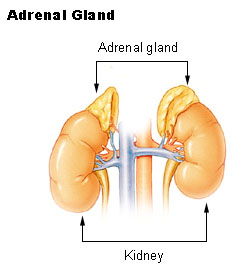 Anatomical illustration showing the adrenal glands positioned on the superior poles of both kidneys