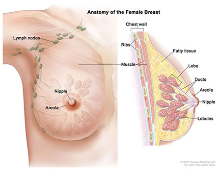 Anatomical diagram of the female breast showing lobules, ducts, nipple, areola, fatty tissue, and chest wall muscles