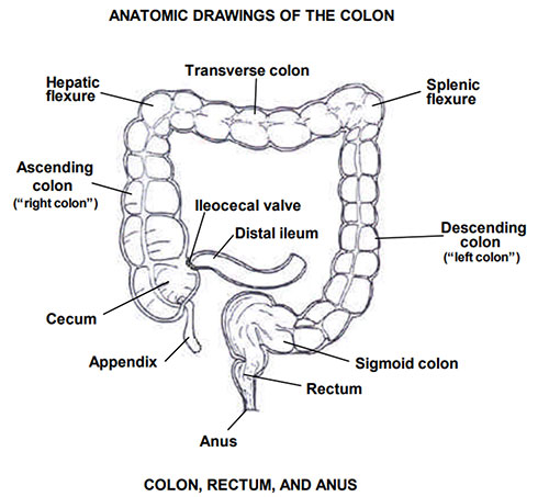 Anatomical diagram of the colon showing the cecum, ascending colon, transverse colon, descending colon, sigmoid colon, rectum, and anus with labeled segments
