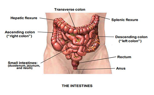 Anatomical diagram showing the segments of the large intestine including the cecum, ascending colon, transverse colon, descending colon, sigmoid colon, and their mesenteric blood supply