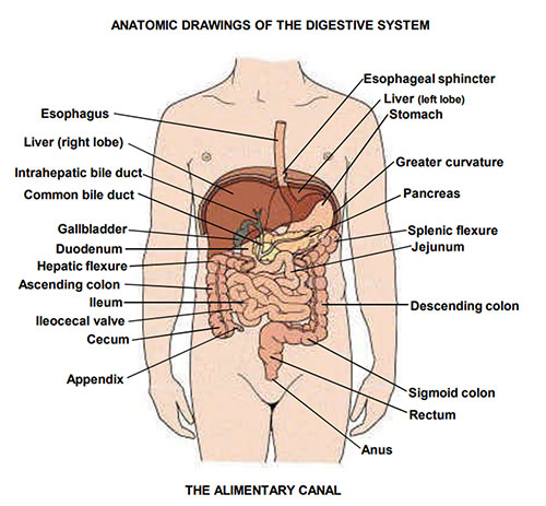 Anatomical diagram of the digestive system highlighting the sigmoid colon, the most common location for diverticular disease