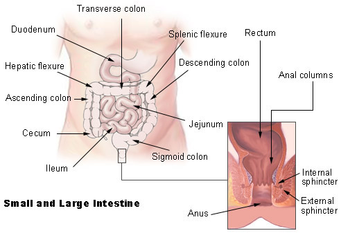Anatomical illustration of the small and large intestines showing the jejunum, ileum, cecum, ascending colon, transverse colon, descending colon, sigmoid colon, and rectum