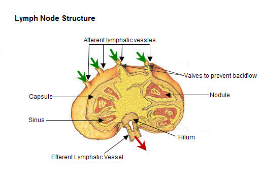 Cross-sectional diagram of a lymph node showing the cortex, medulla, afferent and efferent lymphatic vessels, and germinal centers