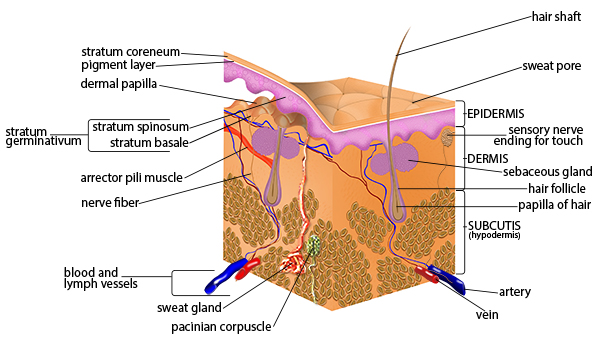 Anatomical diagram of the layers of the skin showing the epidermis, dermis (papillary and reticular layers), and subcutaneous tissue with associated structures