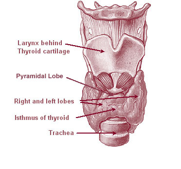 Anatomical illustration of the thyroid gland showing its bilobed structure, isthmus, relationship to the trachea, and surrounding vasculature