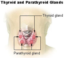 Anatomical diagram showing the thyroid and parathyroid glands, with the four parathyroid glands positioned on the posterior surface of the thyroid