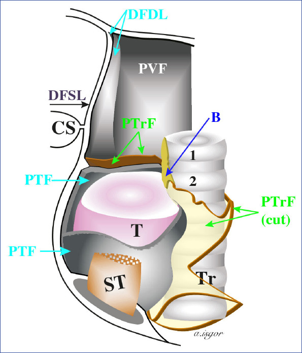 Anatomical diagram showing the Berry ligament formation through condensation of pretracheal fascia and its relationship to the recurrent laryngeal nerve