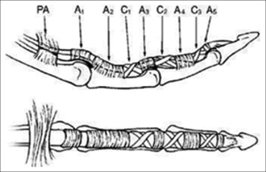 Finger pulley system diagram illustrating annular and cruciate pulleys with the flexor tendon sheath