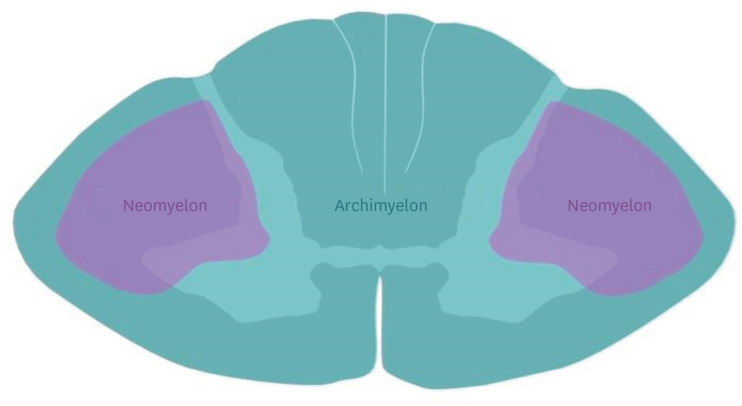 Diagram showing the neomyelon and archimyelon regions of the spinal cord in cross-section