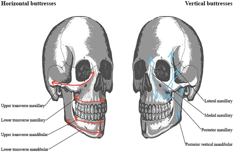 Illustration of the vertical and transverse buttress systems of the midface