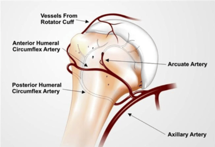Diagram showing blood supply to the humeral head via the arcuate artery and posterior humeral circumflex artery