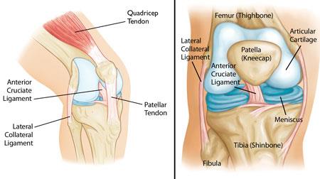 Anatomy of the knee joint showing cruciate and collateral ligaments, menisci, and their spatial relationships