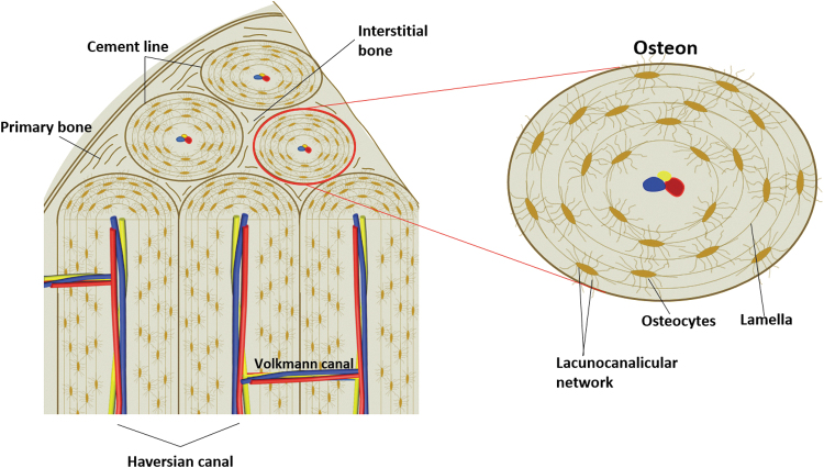 Osteon structure showing concentric lamellae, Haversian canal, and spatial organization of primary bone and interstitial bone