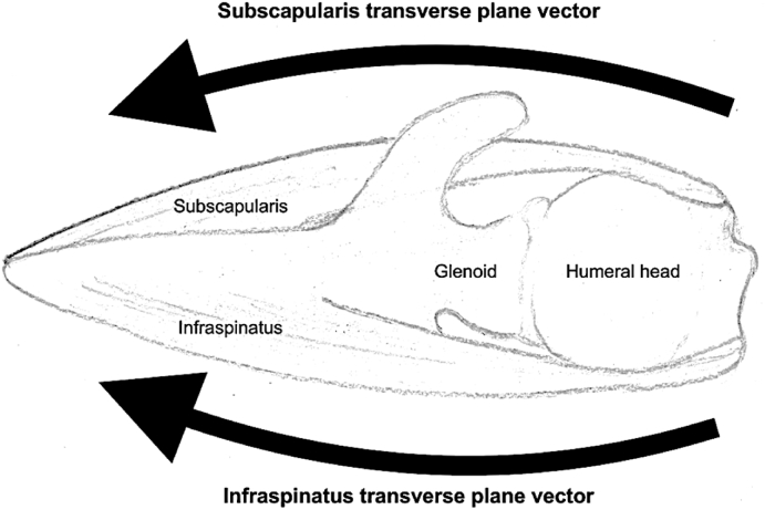 Force couple diagram of the rotator cuff muscles in the transverse plane showing balanced forces stabilizing the glenohumeral joint