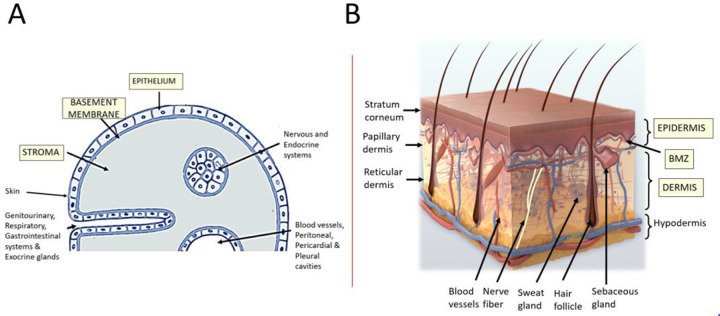 Cross-section diagram of skin layers showing epidermis, dermis, and subcutaneous tissue with labeled structures