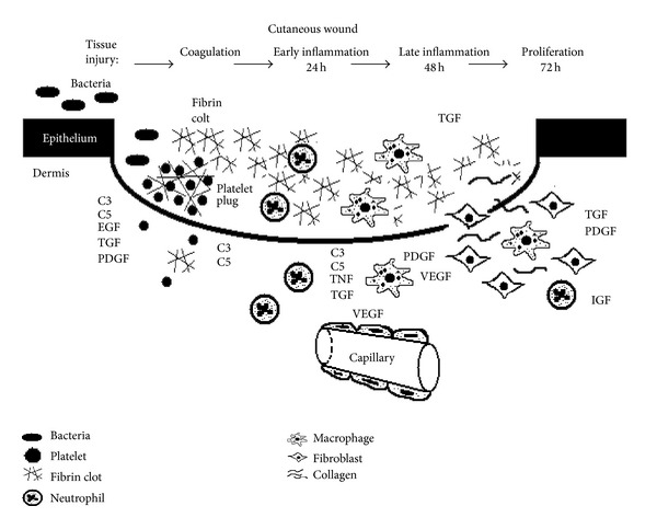 Diagram showing the three phases of wound healing with associated growth factors and cellular infiltration timeline