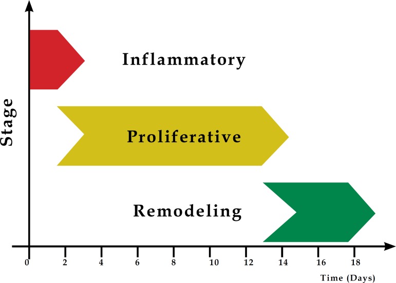 Sequential diagram illustrating the tissue repair stages and cellular events over time from injury to scar remodelling