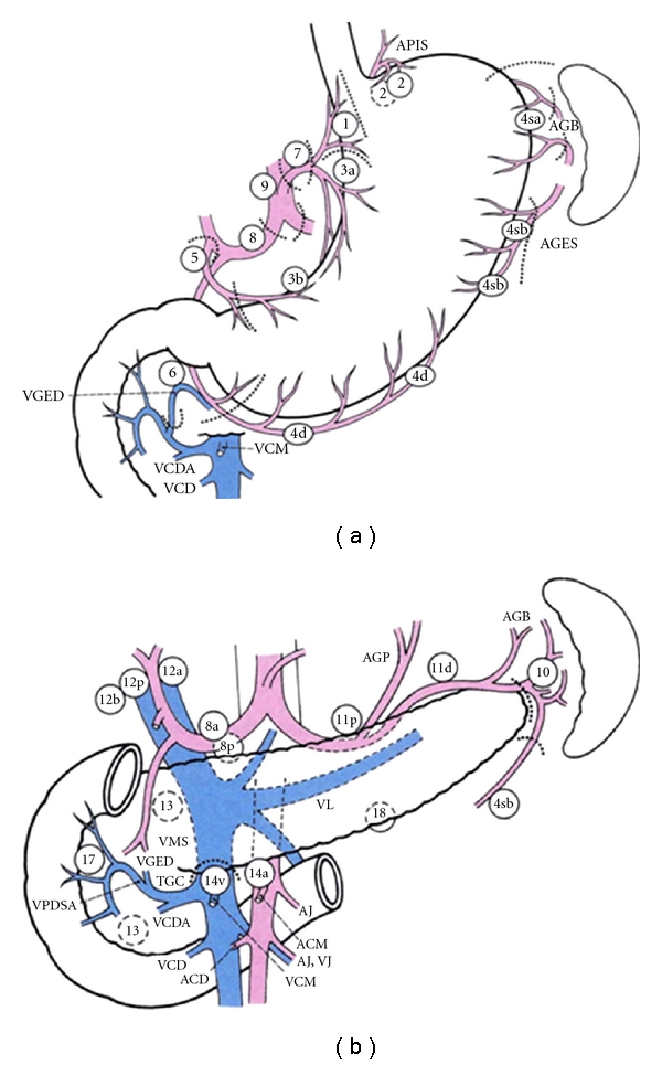 Diagram showing gastric lymph node station numbers according to the Japanese classification system for gastric cancer surgery