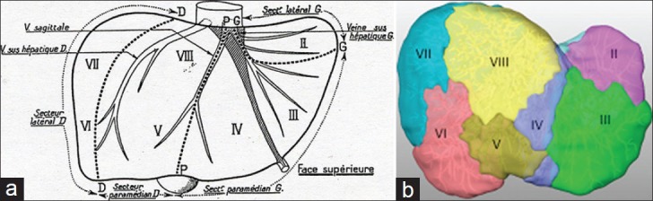 Diagram showing Couinaud classification of liver segments with eight functionally independent segments