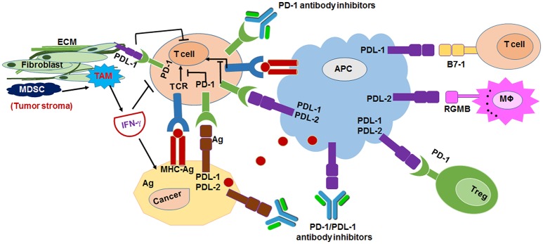 Diagram illustrating the mechanism of anti-PD-1 and anti-PD-L1 checkpoint inhibitor immunotherapy showing T-cell activation and tumor cell killing