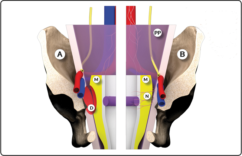 Diagram showing the anatomic state before and after TME with nerve-sparing technique for rectal cancer