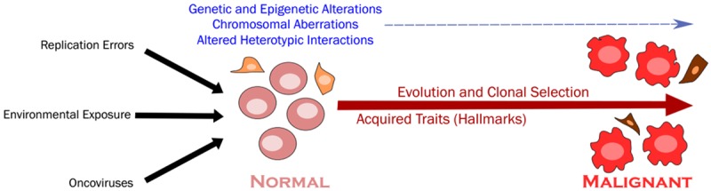 Diagram showing the tumor transformation process and cellular interactions in the tumor microenvironment
