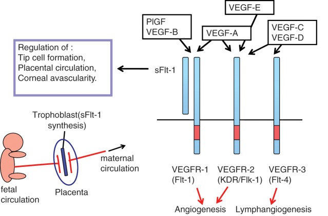 Diagram of the VEGF and VEGFR signaling system showing ligand-receptor interactions and downstream signaling pathways in tumor angiogenesis